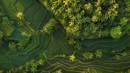 Champ de riz vert luxuriant en terrasse avec palmiers et plantation de jungle tropicale de forêt tropicale