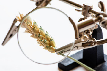 Concept of research or control of agribusiness and food industry.  Ear of wheat viewed through a magnifying glass close-up.