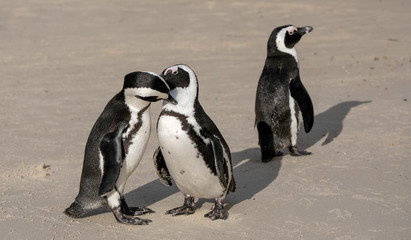 Obraz premium African penguins at Boulders Beach in Simonstown, Cape Town, South Africa.