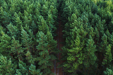 Aerial view of road between trees in middle of forest