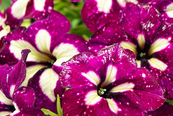 Beautiful background from flower of the petunias