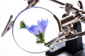 Concept research plants. Blue flower of chicory viewed through a magnifying glass close-up.