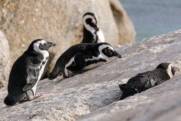 African penguins at Boulders Beach in Simonstown, Cape Town, South Africa.
