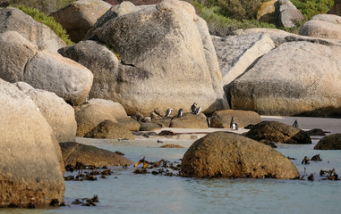 Fototapeta premium African penguins at Boulders Beach in Simonstown, Cape Town, South Africa.