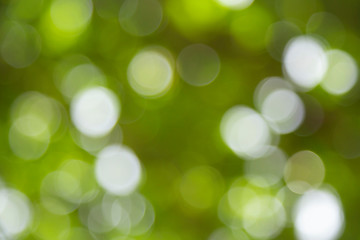 Blurred images from the nature of green trees.