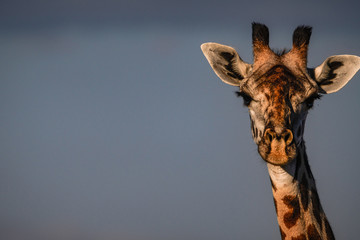 Ansichten einer Giraffe