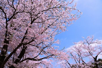 桜と青空