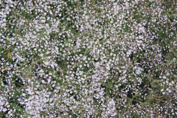 little white summer flowers background