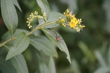 Spider on Leaf in Minnesota