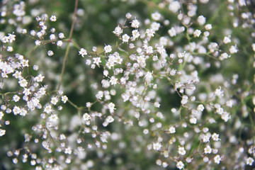 little white summer flowers background