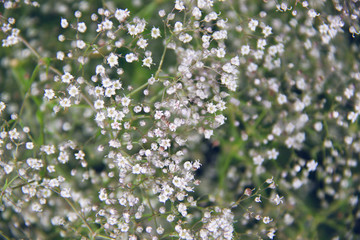 little white summer flowers background