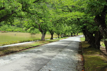 公園 桜並木