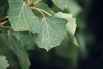 rain drops on the leafs close up