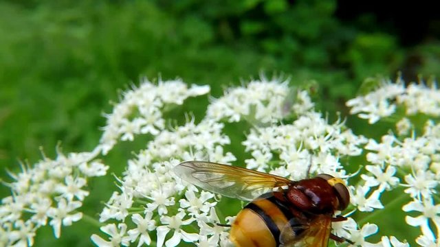 the hornet mimic hoverfly on white flower