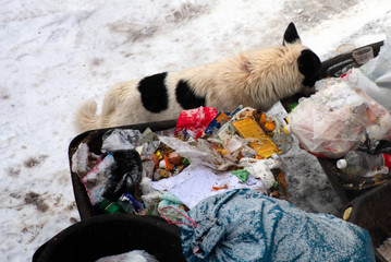 Household waste. A homeless dog of variegated color rummaging in bags of garbage.