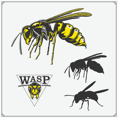 Set of Wasp labels, badges, icons and design elements. Dangerous stinging insects collection. Sport club emblems. Print design for t-shirt.