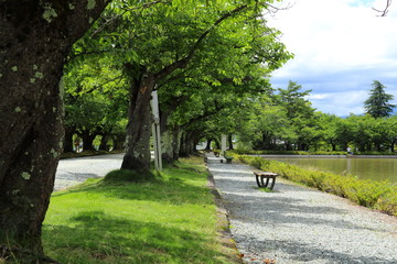 公園 桜並木
