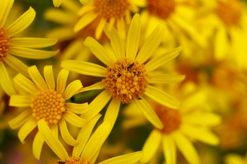 Yellow field flower close up
