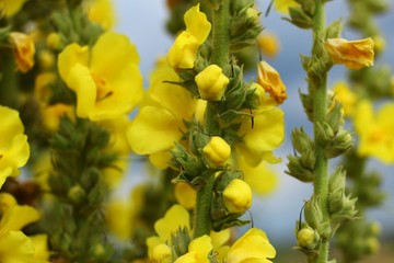 Yellow field flower close up