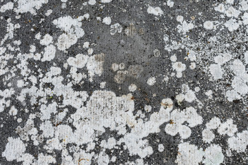 Concrete floor full of white molds