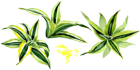 Dracena green leaves. Leaf plant floral foliage. Watercolor background set. Isolated dracena illustration element.