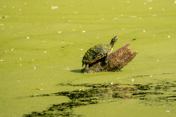Sunbathing turtle covered in duckweed
