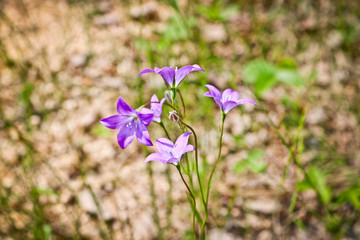 The lilac flowers of the forest campanula. Blurred summer forest background.