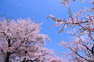 桜と青空