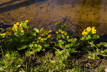 Wspaniale Podlasie. Dolina Narwi