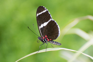 Obraz na płótnie Canvas Butterfly 2019-58 / Sara Longwing (Heliconius sara)