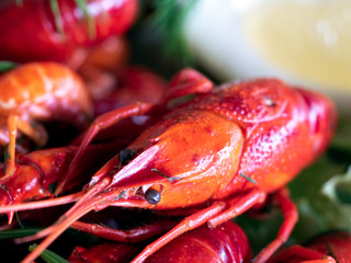 Red boiled crabs decorated with a salad, lemon and dill. Close up, macro.