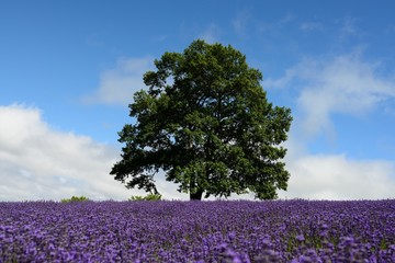 北海道札幌_幌見峠のラベンダー2