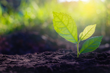 Growing plant,Young plant in the morning light on ground background, New life concept.Small plants on the ground in spring.fresh,seed,Photo fresh and Agriculture  concept idea.