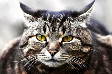 Eine böse schauende dicke braun-schwarze Katze