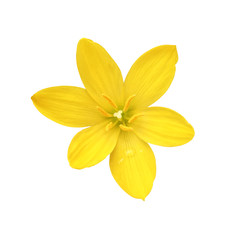 yellow flower isolated on white background with clipping path