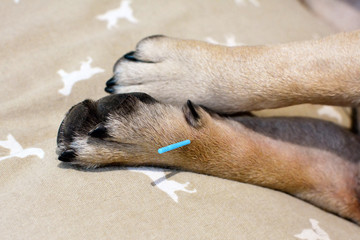 Single long blue acupuncture needles sticking in paw of dog to treat severe itchiness caused by...