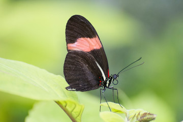 Butterfly 2019-62 / Postman Butterfly (Heliconius melpomene)