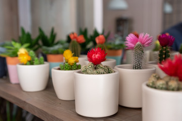 Fototapeta na wymiar Beautiful cactus at the florist shop