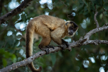 Naklejka na ściany i meble Tufted capuchin (Cebus apella) also known as brown or black-capped capuchin. Natural habitat at Pantanal, Brazil
