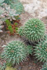 round cactus caps dotted with thorns
