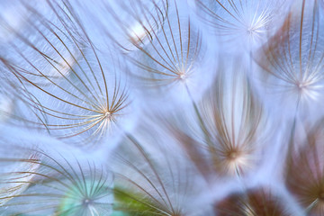 Fototapety  Zbliżenie nasion z parasolami. Delikatne pastelowe niebieskie tło kwiatowy. Tragopogon pratensis. Mgliste niewyraźne tło kwiatów mniszka lekarskiego. Dyskretne abstrakcyjne tło