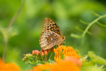 Fototapeta na wymiar Butterfly 2019-63 / Aphrodite fritillary (Speyeria aphrodite)