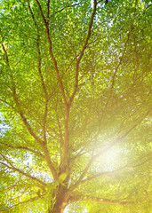Green leaves of Terminalia ivorensis tree shot form under to top with sky