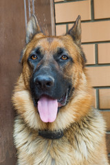 Close up portrait of a German shepherd on the porch of a brick house.