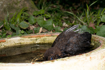 Young wet thrush plunged its head into the water during bathing