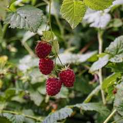 Raspberry has ripened in dense forest