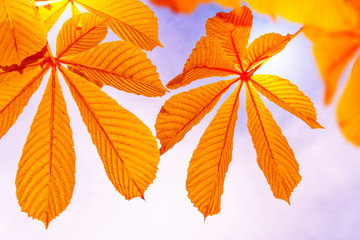 autumn landscape with bright colorful foliage. Indian summer.