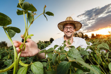 Fototapeta premium Agronomist inspecting soya bean crops