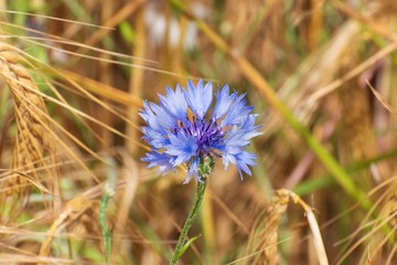 Cornflower in a field of wheat in summer sunshine