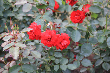 Red rose flowers on a big green bush